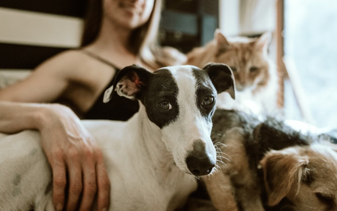 Should You Allow Your Tenants to Have Pets? 5 Things to Consider